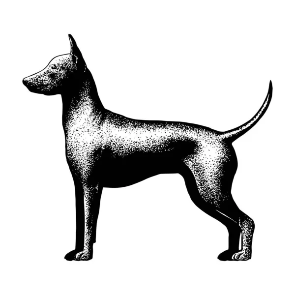 Realistiska gamla engelska terrier — Stock vektor
