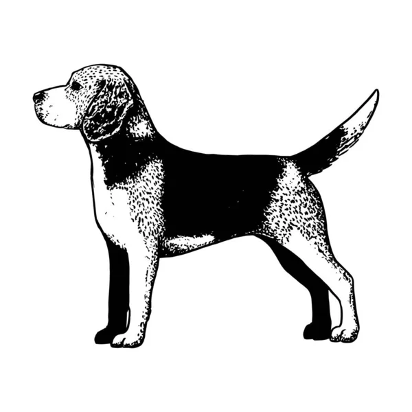 Perro beagle realista — Archivo Imágenes Vectoriales