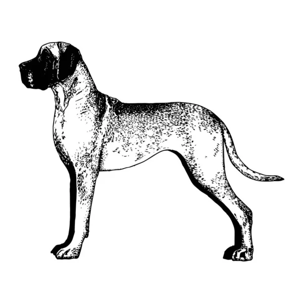 Realistisk mastiff hund — Stock vektor