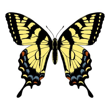 İzole edilmiş renkli kelebek