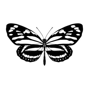 Bir kelebeğin izole edilmiş silueti.