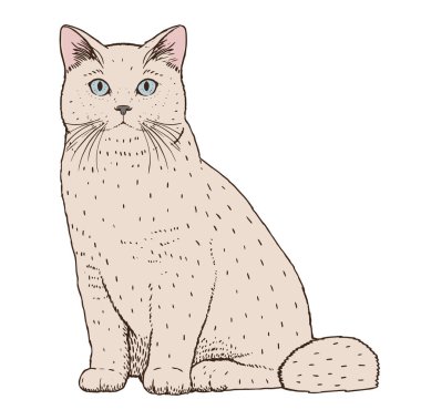 İzole edilmiş gerçekçi kedi görüntüsü