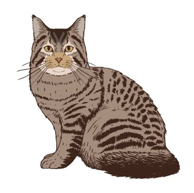 İzole edilmiş gerçekçi kedi görüntüsü