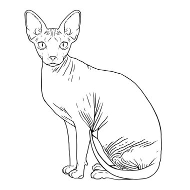 Gerçekçi bir kedinin izole edilmiş silueti.