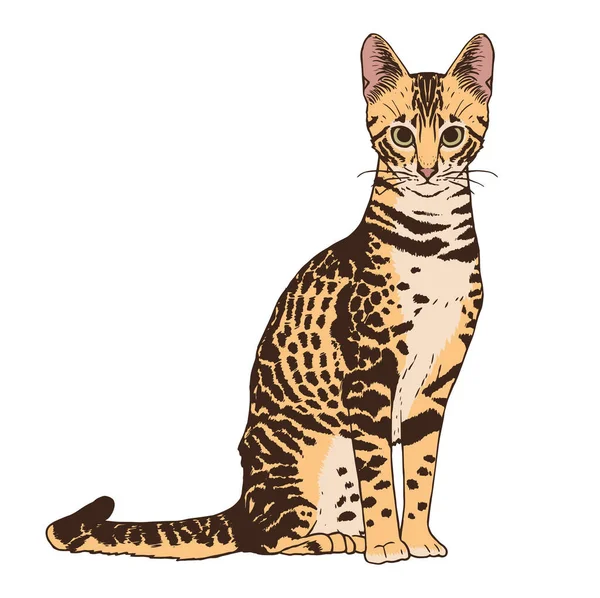 Изолированное реалистичное изображение кота — стоковый вектор
