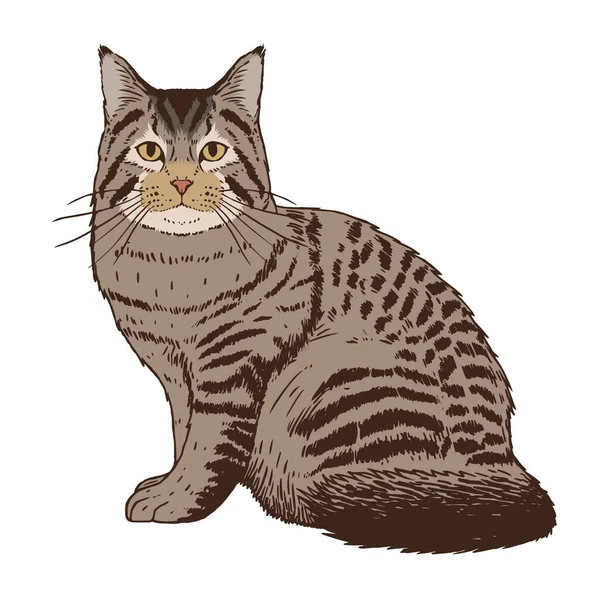 Изолированное реалистичное изображение кота — стоковый вектор