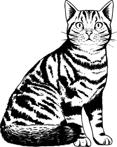 現実的な猫の孤立したシルエット — ストックベクタ