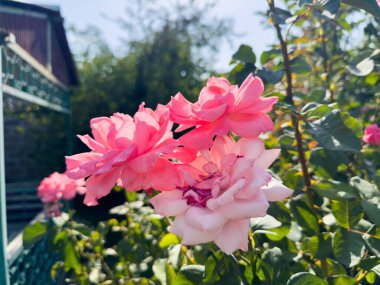 Çalıların arasında pembe gül, gül ve çalılar, çiçekler, bitkiler, kır evindeki bahçedeki çalılar. Yüksek kalite