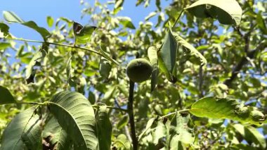 Ağaçta fındıklar, henüz olgunlaşmamış yeşil fındıklar, ceviz ağacı
