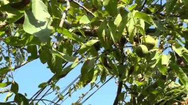 Ağaçta fındıklar, henüz olgunlaşmamış yeşil fındıklar, ceviz ağacı. Yüksek kalite