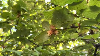 Ağaçta fındık, olgunlaşmamış fındık, fındık ağacı. Yüksek 4k kalite