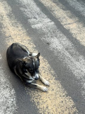 Melez bir köpek asfaltta yatıyor, siyah bir köpek sokakta. Yüksek kalite