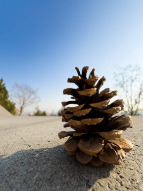 Ağaçtan düşen bir avuç dolusu kozalak kozalağı. Olgun kahverengi kozalaklardan oluşan detaylı bir makro. Yüksek kalite fotoğraf