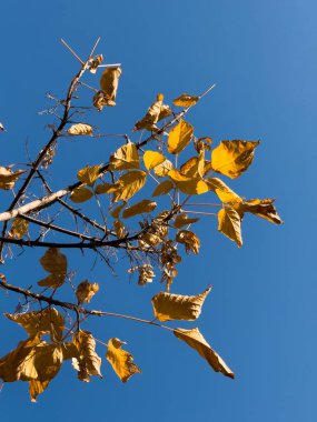 Aşağıdan ağaçların manzarası, orman ve mavi bulutlar, doğa ve temiz hava, orman arka planı, portakal yapraklı bir ağaç ormanın ortasında, sonbahar, sonbahar. Yüksek kalite