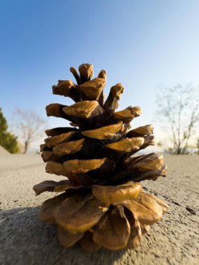 Ağaçtan düşen bir avuç dolusu kozalak kozalağı. Olgun kahverengi kozalaklardan oluşan detaylı bir makro. Yüksek kalite fotoğraf