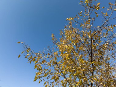 Aşağıdan ağaçların manzarası, orman ve mavi bulutlar, doğa ve temiz hava, orman arka planı, portakal yapraklı bir ağaç ormanın ortasında, sonbahar, sonbahar. Yüksek kalite