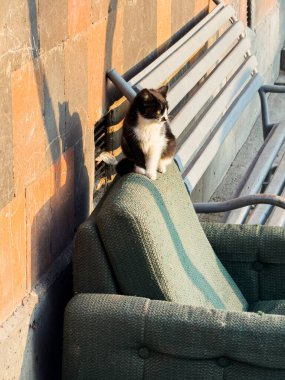 Siyah beyaz bir kedi yeşil bir sandalyede oturuyor, bir sokak kedisi şehrin sokaklarında dolaşıyor. Yüksek kalite fotoğraf