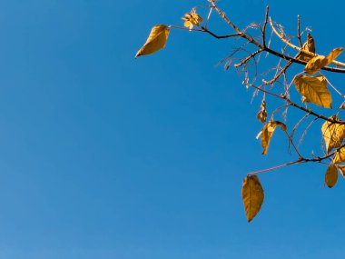 Aşağıdan ağaçların manzarası, orman ve mavi bulutlar, doğa ve temiz hava, orman arka planı, portakal yapraklı bir ağaç ormanın ortasında, sonbahar, sonbahar. Yüksek kalite