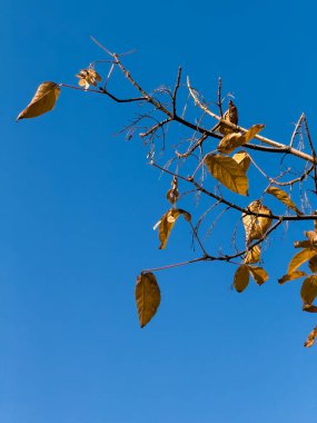 Aşağıdan ağaçların manzarası, orman ve mavi bulutlar, doğa ve temiz hava, orman arka planı, portakal yapraklı bir ağaç ormanın ortasında, sonbahar, sonbahar. Yüksek kalite