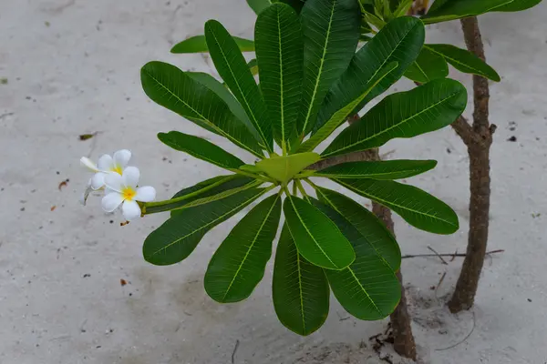 Maldivler. Çiçek şube.