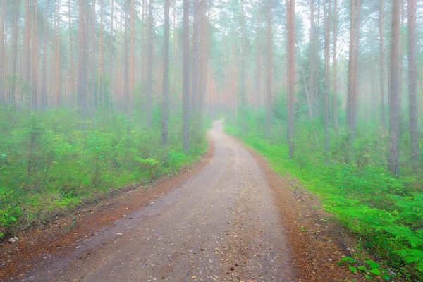 Puslu sabah orman. Seliger, Rusya Federasyonu. 
