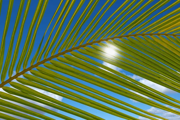 Plajda palmiye dalı Maldivler.