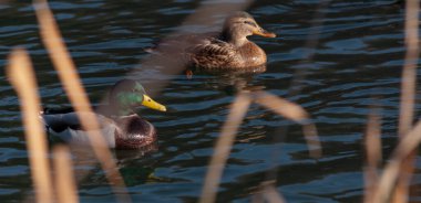 İki vahşi ördek bir gölde yüzüyor.
