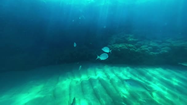 Uma Escola Peixes Descansando Perto Uma Rocha — Vídeo de Stock