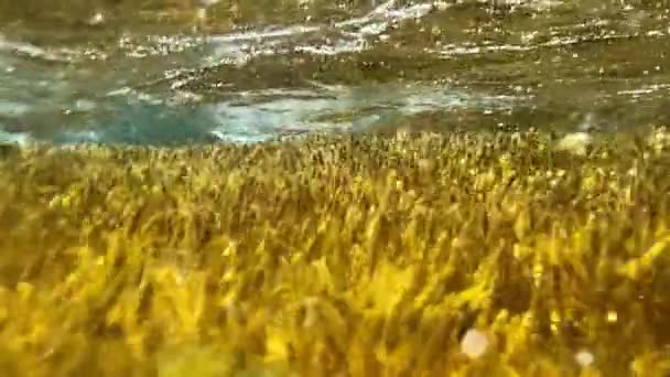 Corals Influence Waves Sway Water — Stock Video