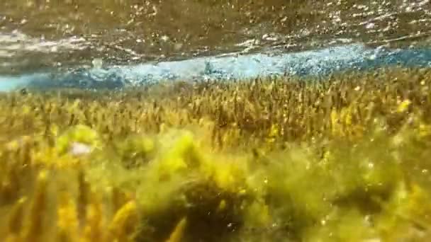Koralowce Pod Wpływem Fal Kołyszą Się Wodzie — Wideo stockowe