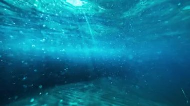 Kayanın yanında dinlenen bir balık sürüsü.