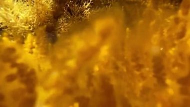 Dalgaların etkisi altındaki mercanlar suda sallanıyor.