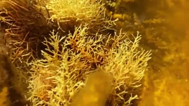 Corals Influence Waves Sway Water — Stock Video