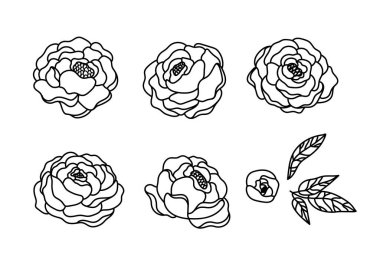 Şakayık çiçekleri izole edilmiş, siyah ve beyaz çiçek dekoratif elementler, çizgi çiçekli şakayık ve yapraklar, botanik tasarım öğeleri - vektör illüstrasyonu