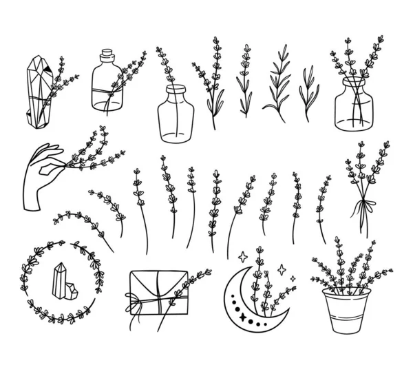 Faisceau de cliparts noir et blanc lavande fleurs sauvages, ensemble de fleurs de lavande ligne, éléments floraux isolés botaniques, illustration vectorielle de fleurs de prairie — Image vectorielle