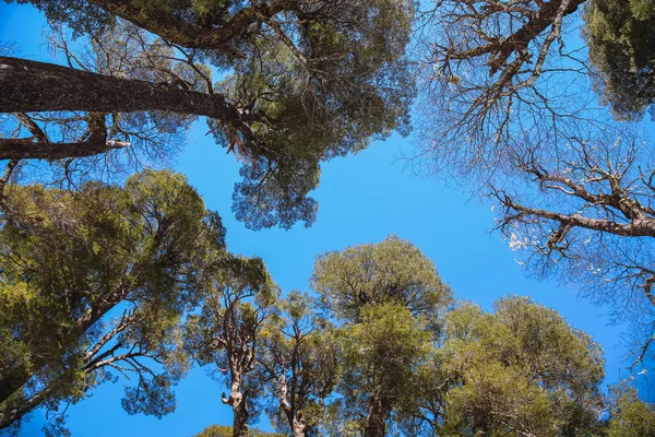 a view of the native forest of south america