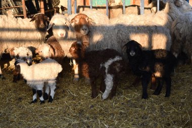 Koyun, kuzu, sürü, koç