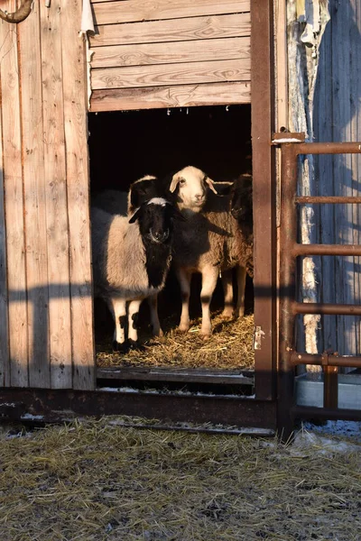 Sheep Lamb Flock Ram — Stock Photo, Image