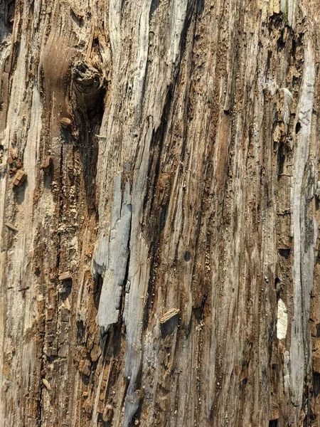 Текстура старого гнилого дерева с узлом — стоковое фото