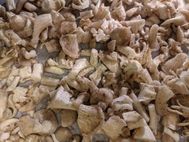 Pişirmeden önce baharat ve biberli bir tepside doğranmış istiridye mantarı.