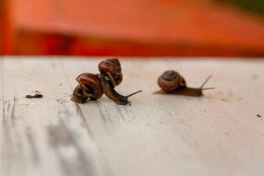 Beyaz bir bankta sürünen üç salyangoz.