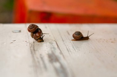 Beyaz bir bankta sürünen üç salyangoz.