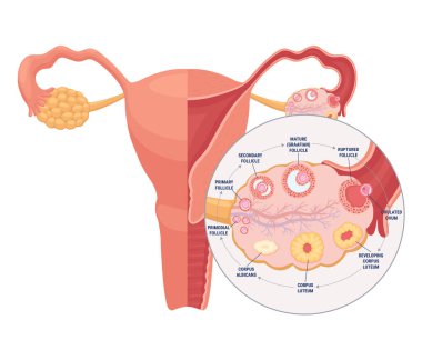 Kadın üreme sisteminin gerçekçi düz vektör çizimi. İnsan iç organı, rahim, yumurtalık, fallop tüpleri. Yumurtlama süreci: folikül, ovum, corpus luteum, corpus albicans.