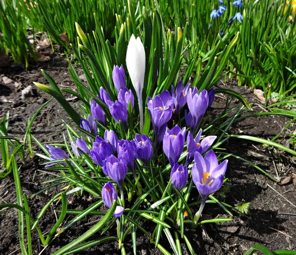 Spring flowers crocuses in the garden — Stock Photo, Image
