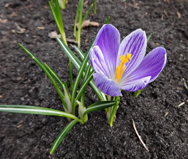 Frühlingsblumen Krokusse lila und weiß gestreift — Stockfoto