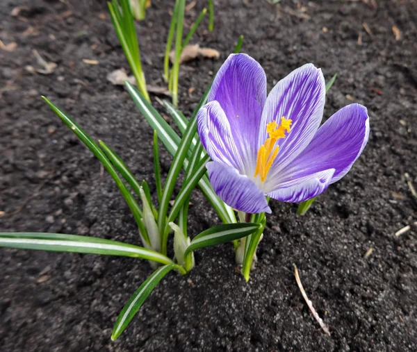 Spring flowers crocuses purple and white striped — Stock Photo, Image