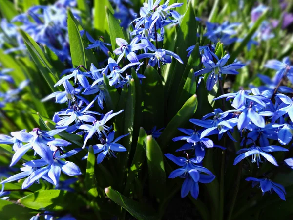 Les premières fleurs de printemps bleu — Photo