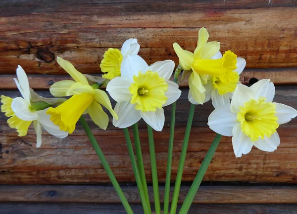 Flowers narcissus on wooden background — Stock Photo, Image