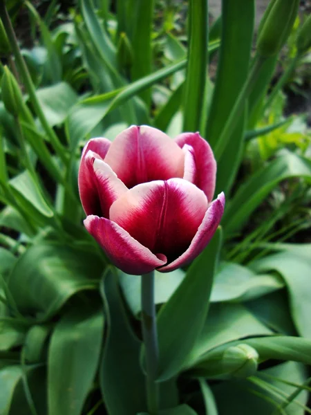 Сиреневые тюльпаны в саду — стоковое фото