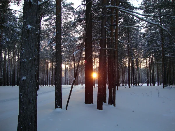 冬の森の夕日 — ストック写真